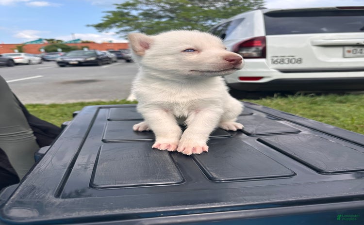 Siberian Husky dogs for sale - Ad 1