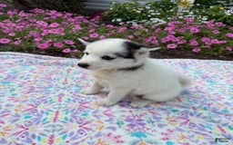 Pomsky dogs for sale: Dottie - Image 4