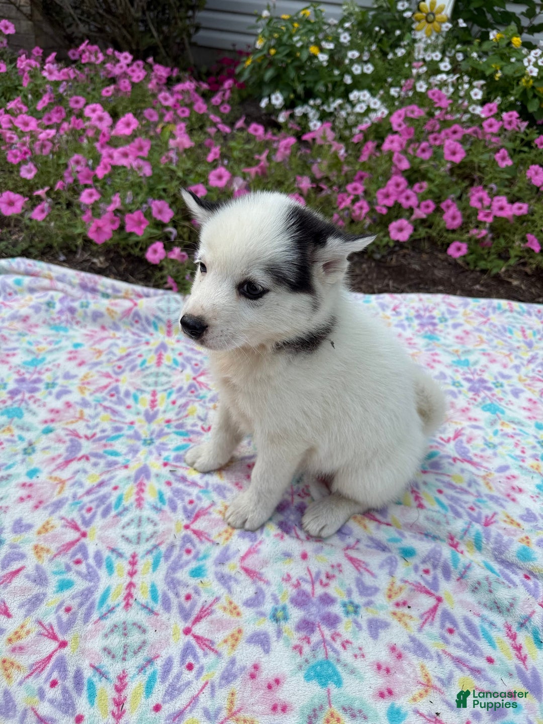 Pomsky dogs for sale: Dottie - Image 4