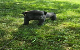 Great Dane dogs for sale: Onyx - Image 20