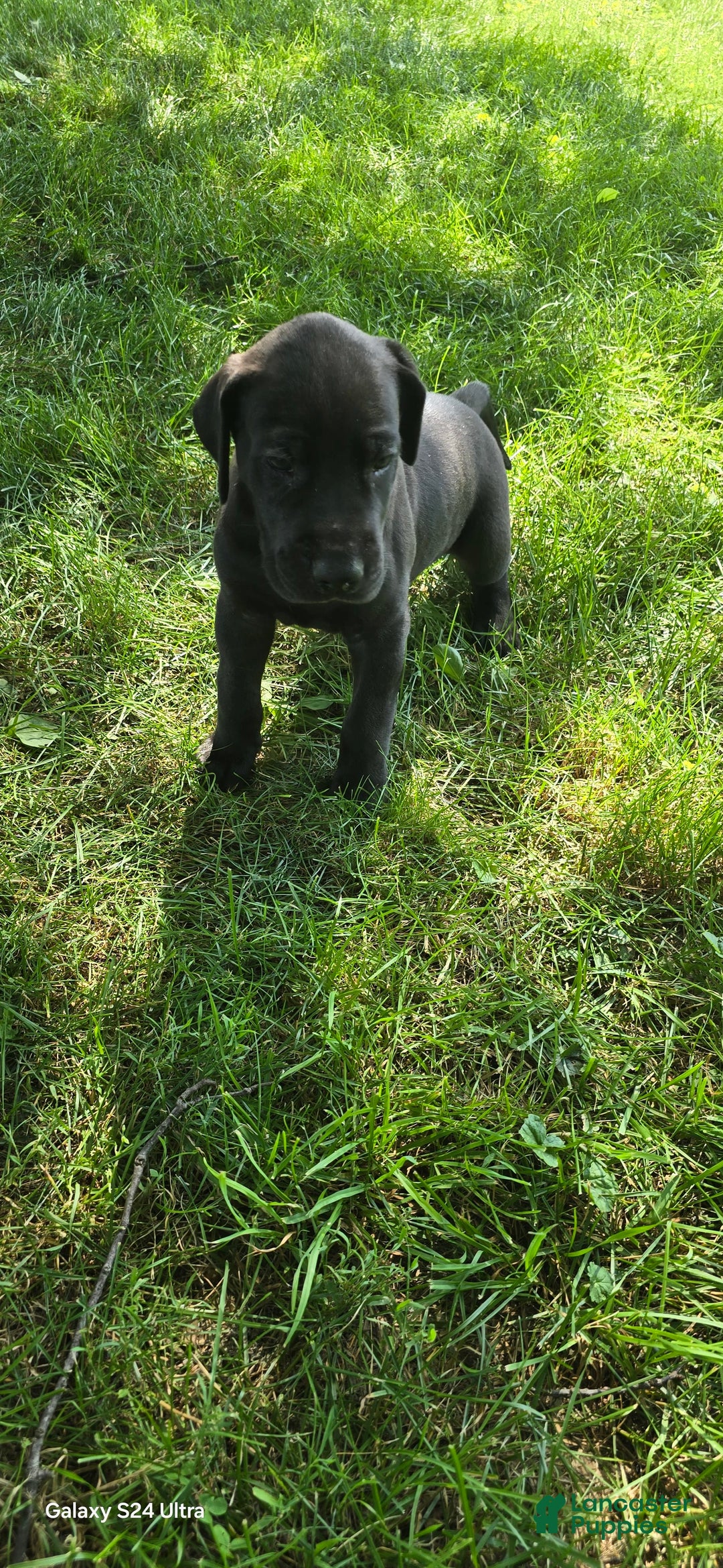 Great Dane dogs for sale: Onyx - Image 20