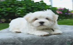 Maltese dogs for sale: Louie - Image 2