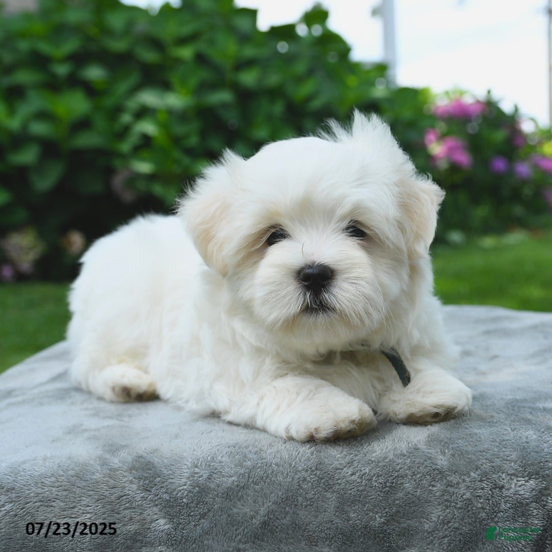 Maltese dogs for sale: Louie - Image 2
