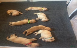 Labrador Retriever dogs for sale: Lady - Image 11
