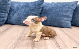 Boston Terrier dogs for sale: Ace - Image 1