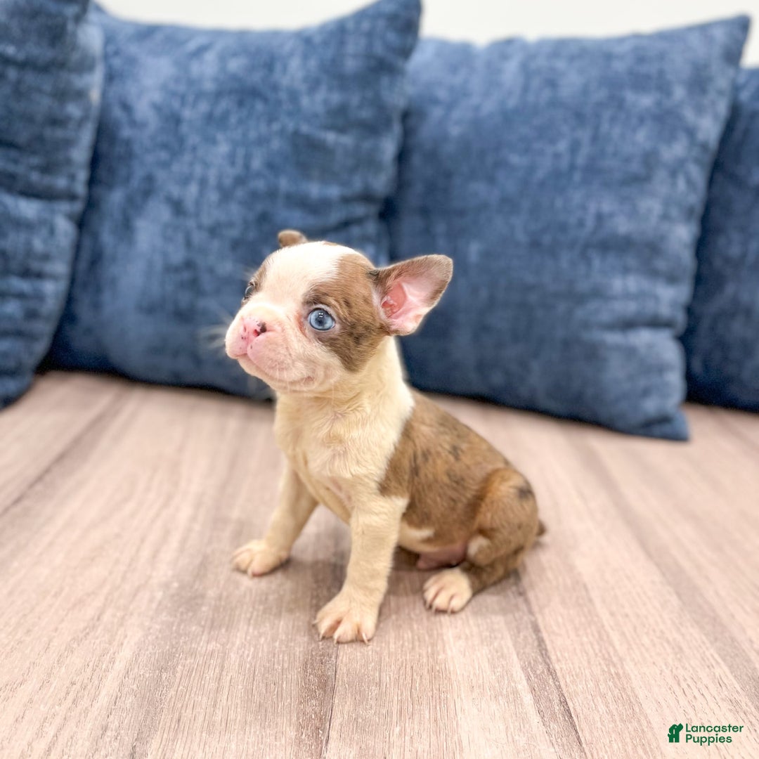 Boston Terrier dogs for sale: Ace - Image 1