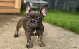 French Bulldog dogs for sale: Avery - Image 5