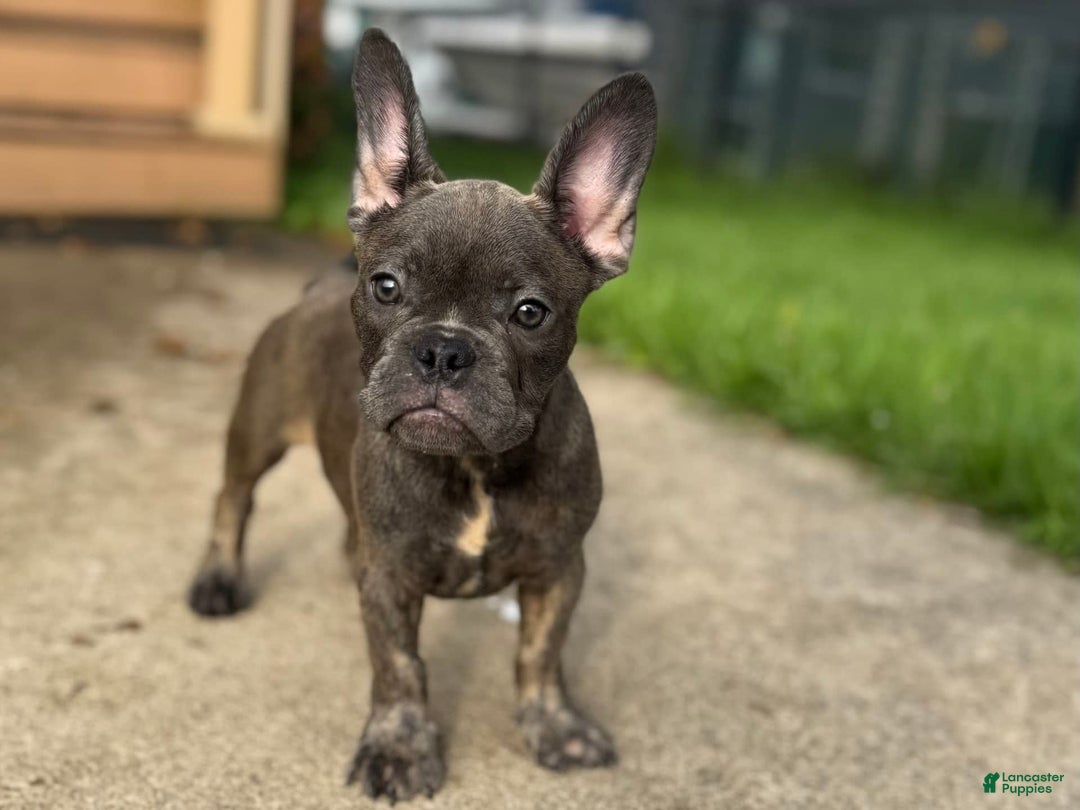 French Bulldog dogs for sale: Avery - Image 5