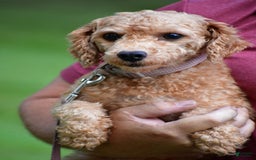 Bichpoo dogs for sale: Splash - Image 10