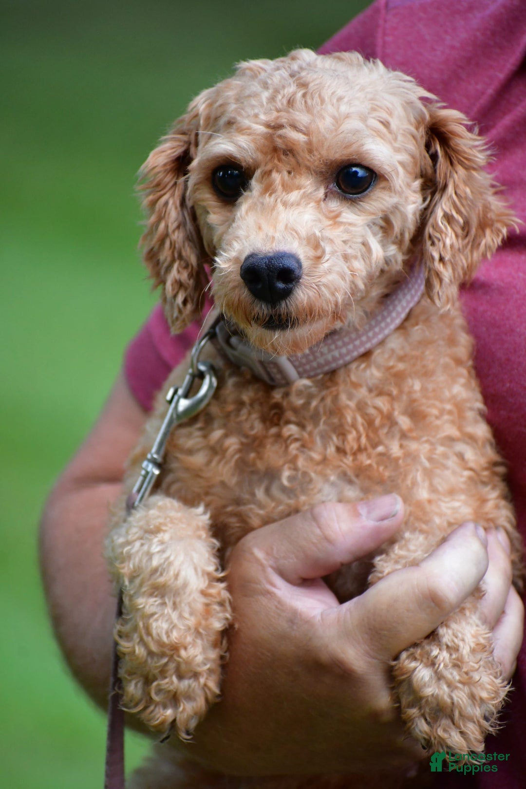 Bichpoo dogs for sale: Splash - Image 10