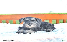Miniature Schnauzer dogs for sale: Hellen Champion Blood - Image 8