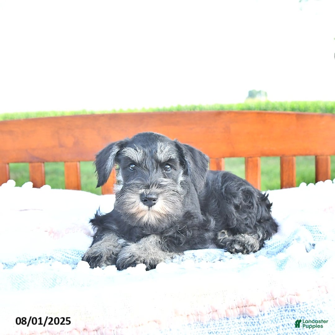 Miniature Schnauzer dogs for sale: Hellen Champion Blood - Image 8