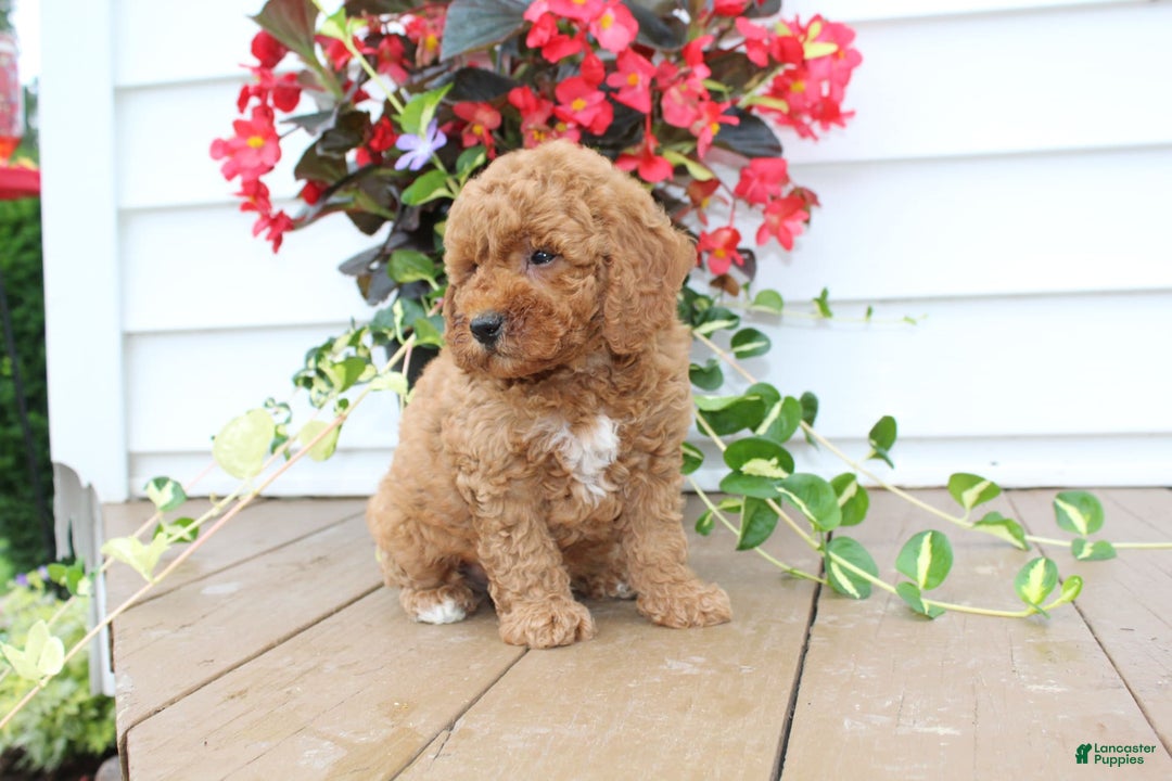 Mini Goldendoodle dogs for sale: Karson - Image 1