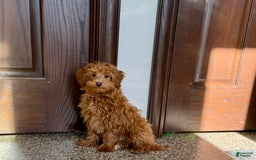 Maltipoo dogs for sale: Larry - Image 4