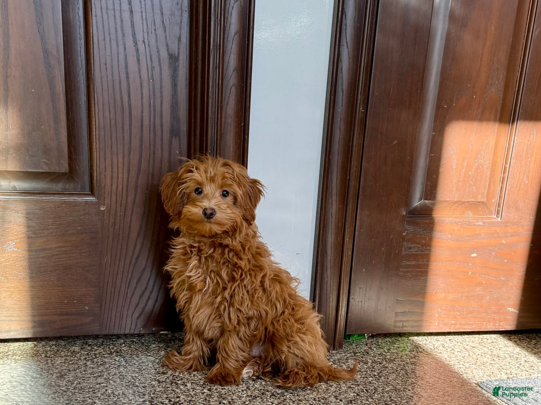 Maltipoo dogs for sale: Larry - Image 4