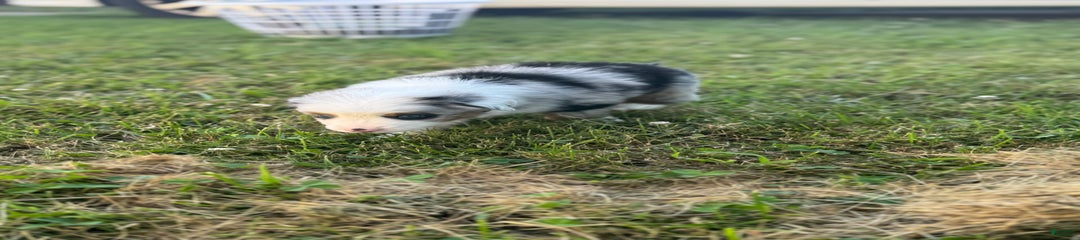 Blue Blue Merle