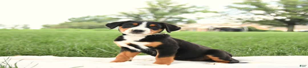 Harper