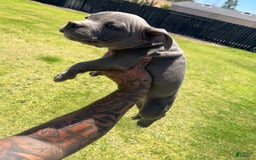 American Bully dogs for sale: Lily - Image 1