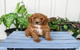 Mini Goldendoodle dogs for sale: Moxie - Image 8