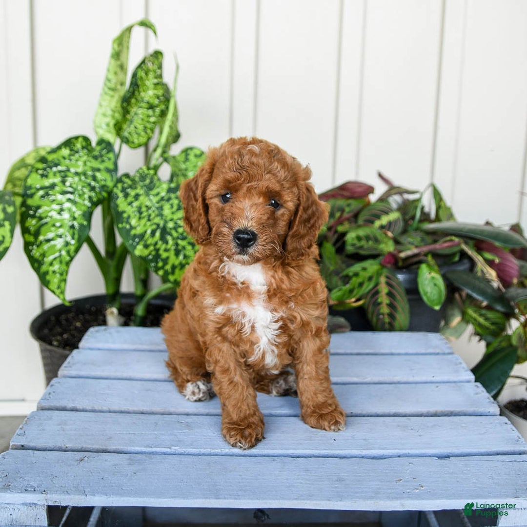 Mini Goldendoodle dogs for sale: Moxie - Image 8