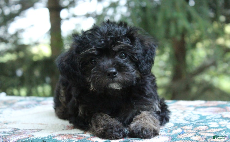 Miniature Poodle dogs for sale - Ad 2