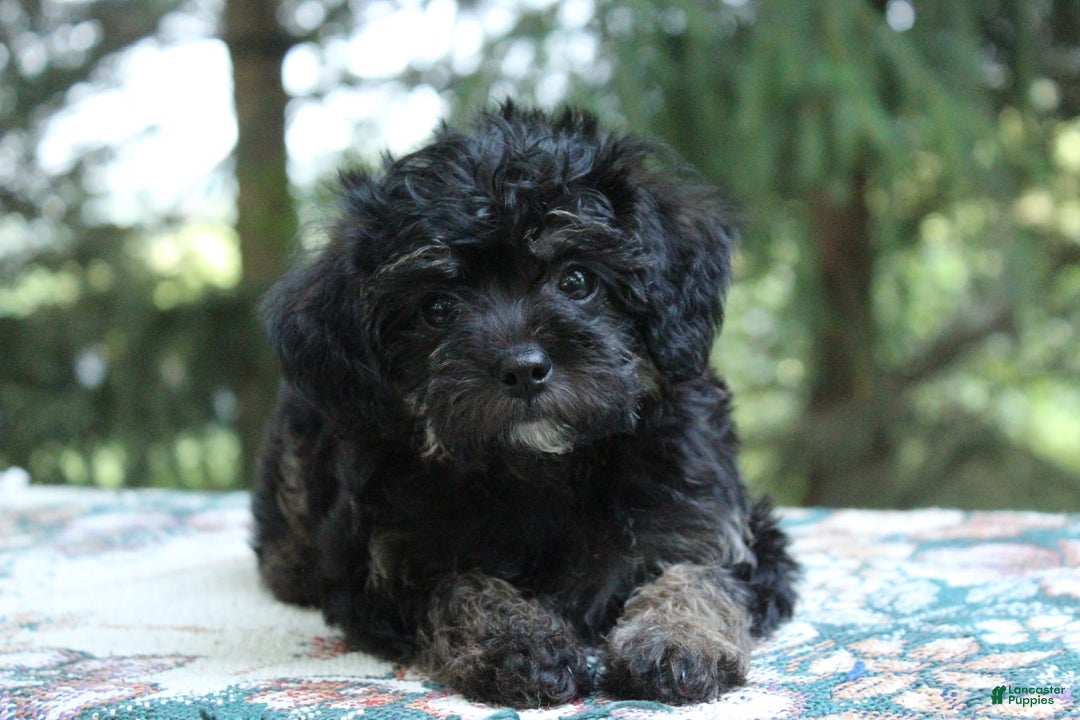 Miniature Poodle dogs for sale: Cocoa - Image 1