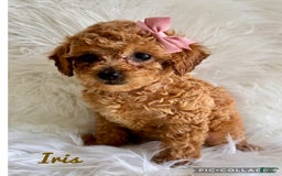 Cavapoo dogs for sale: Iris - Image 1