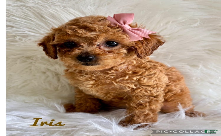 Cavapoo dogs for sale - Ad 2