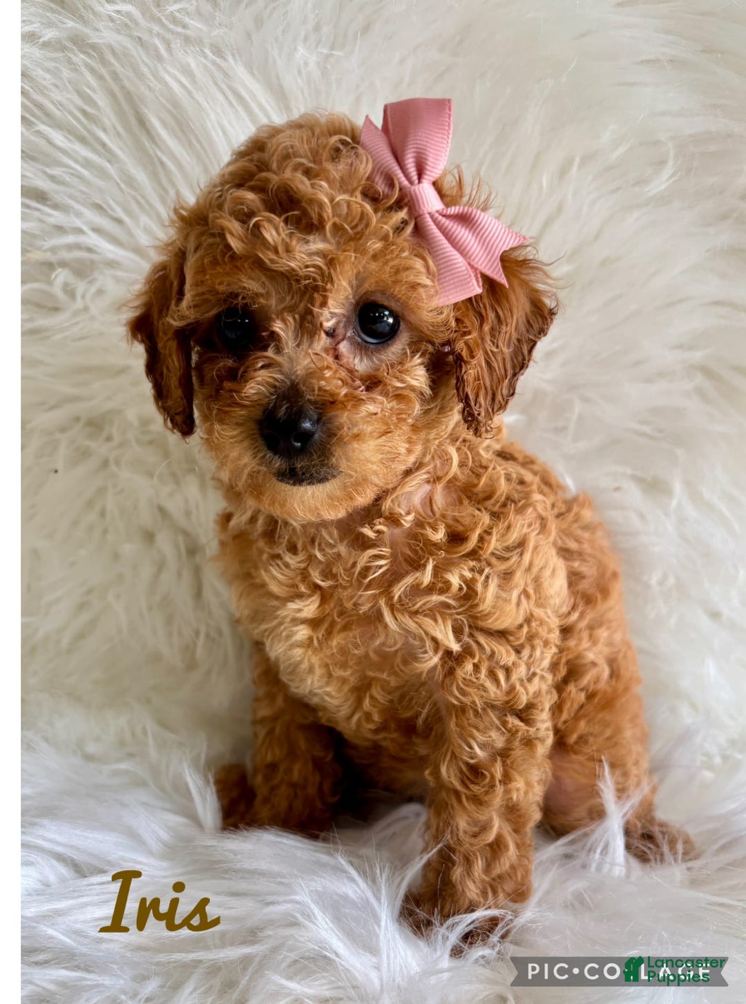 Cavapoo dogs for sale: Iris - Image 1