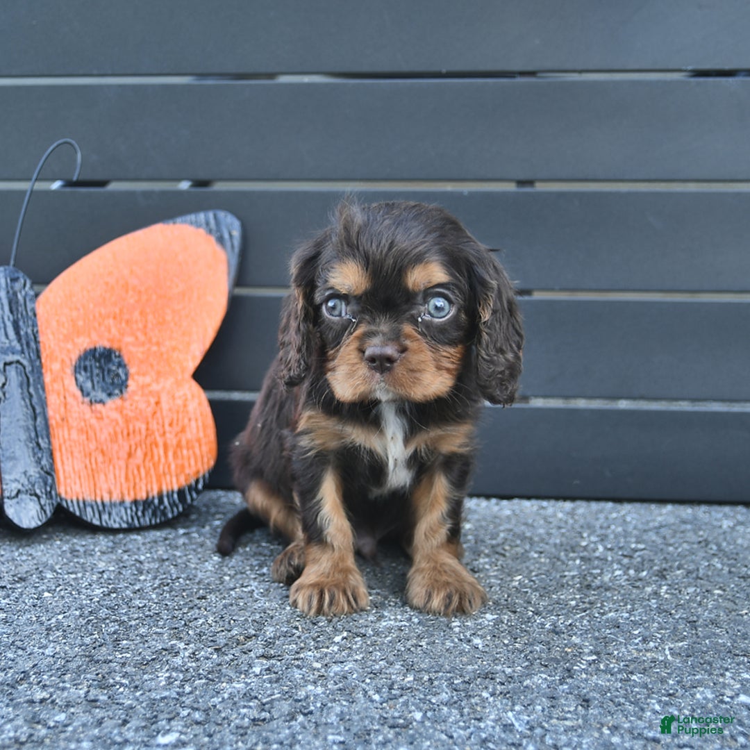 Cavalier King Charles Spaniel dogs for sale: Wiskey - Image 8