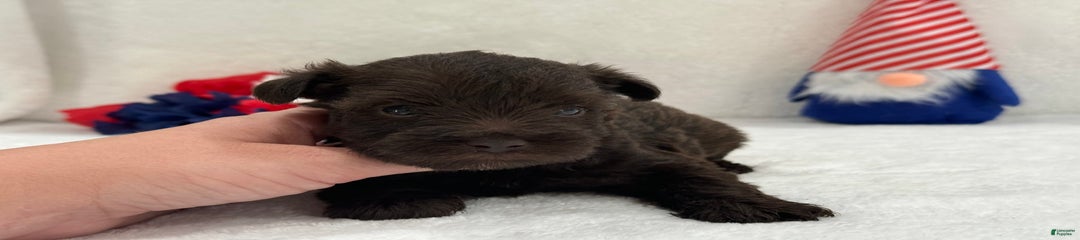 Fancy Female 1 Akc Liver Color