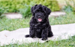 Portuguese Water Dog dogs for sale: Portuguese Water Dog 5 puppies - Image 7