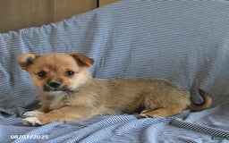 Welsh Corgi Pembroke dogs for sale: Cleo - Image 1