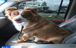 Australian Shepherd dogs for sale: Milhouse - Image 4