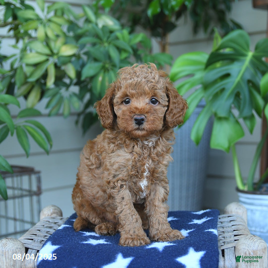 Miniature Poodle dogs for sale: Windson - Image 2