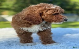 Goldendoodle dogs for sale: Milo - Image 1