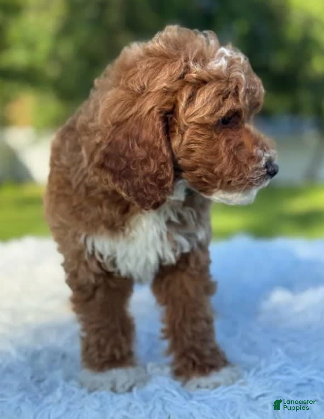 Goldendoodle dogs for sale: Milo - Image 1