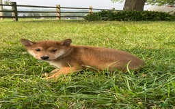 Shiba Inu dogs for sale: Iggy - Image 2