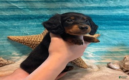 Miniature Dachshund dogs for sale: Donald - Petite - Image 3