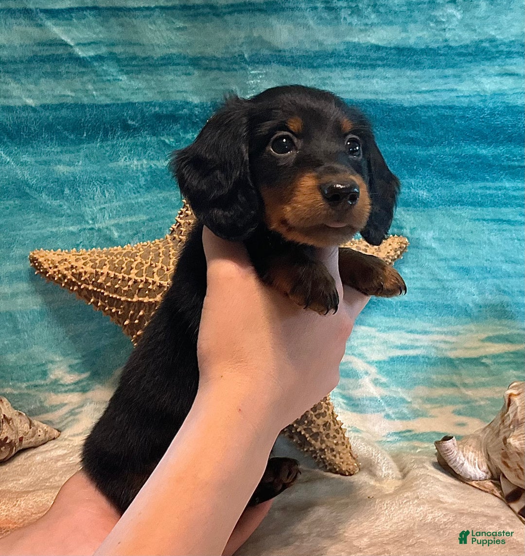 Miniature Dachshund dogs for sale: Donald - Petite - Image 3