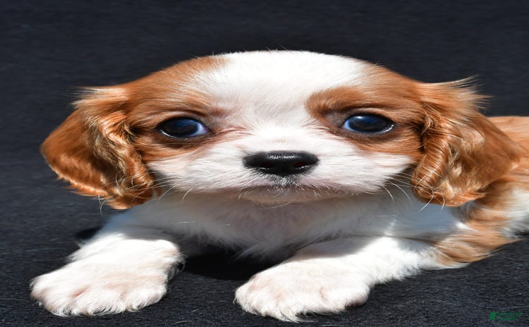 Cavalier King Charles Spaniel dogs for sale - Ad 1