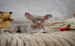 Chihuahua dogs for sale: Sophie - Image 4