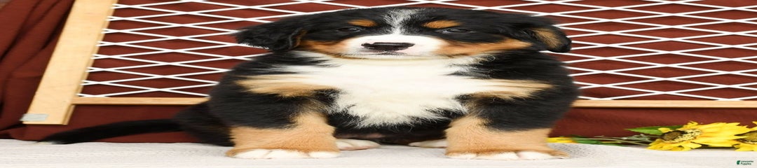 Rita