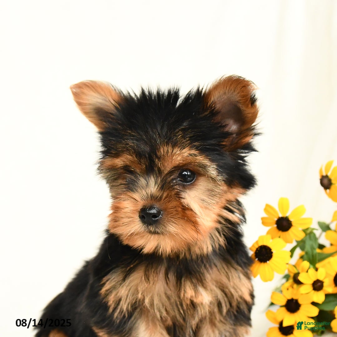 Yorkshire Terrier dogs for sale: Willow - Image 3