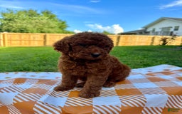Mini Goldendoodle dogs for sale: Cooper - Image 5