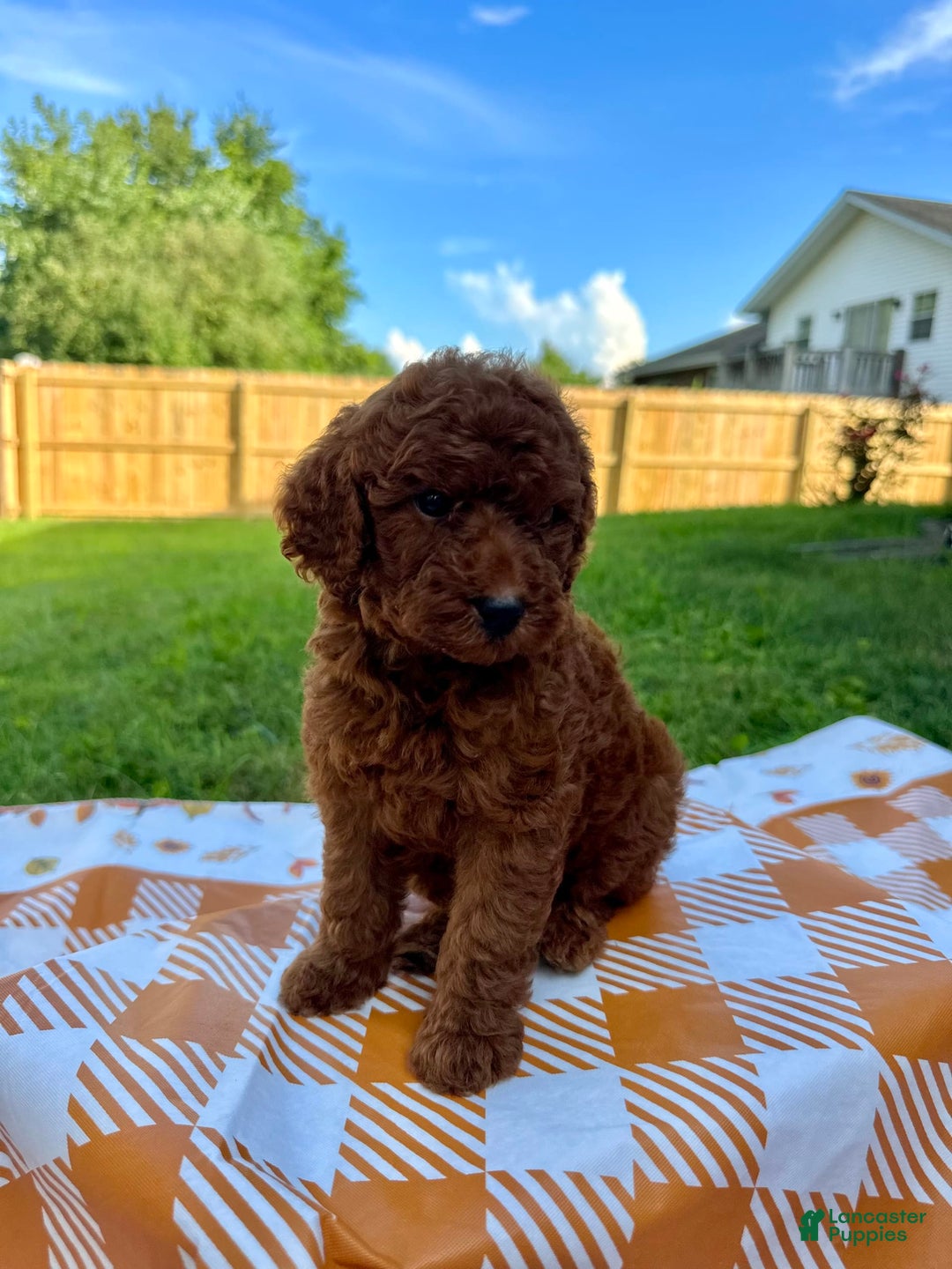 Mini Goldendoodle dogs for sale: Cooper - Image 5