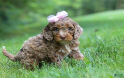 Cockapoo dogs for sale: Lila - Image 13