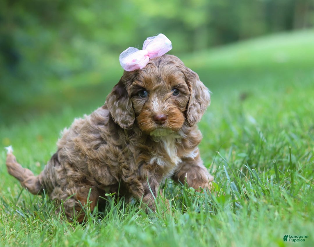 Cockapoo dogs for sale: Lila - Image 13