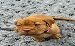 Dogue De Bordeaux dogs for sale: Pink Collar Female - Image 5