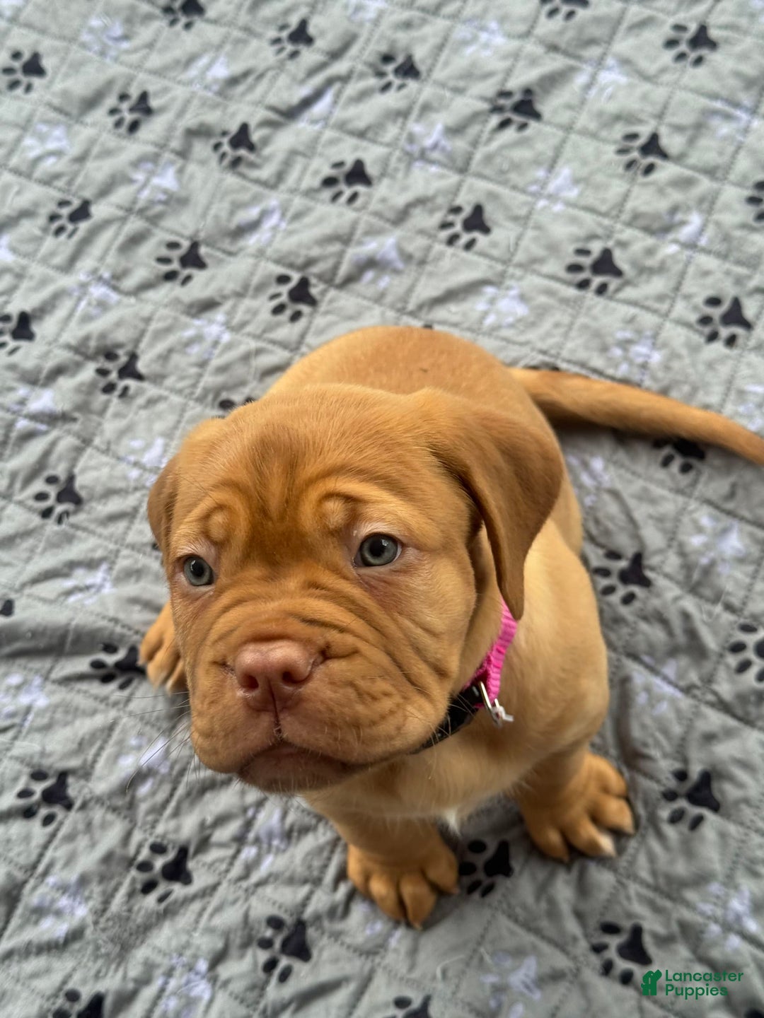 Dogue De Bordeaux dogs for sale: Pink Collar Female - Image 5
